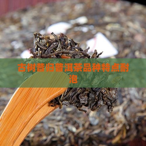 昔归古树茶耐泡