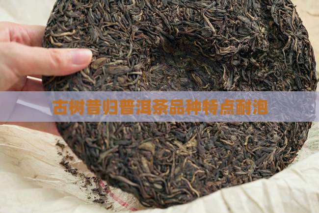 昔归古树茶耐泡