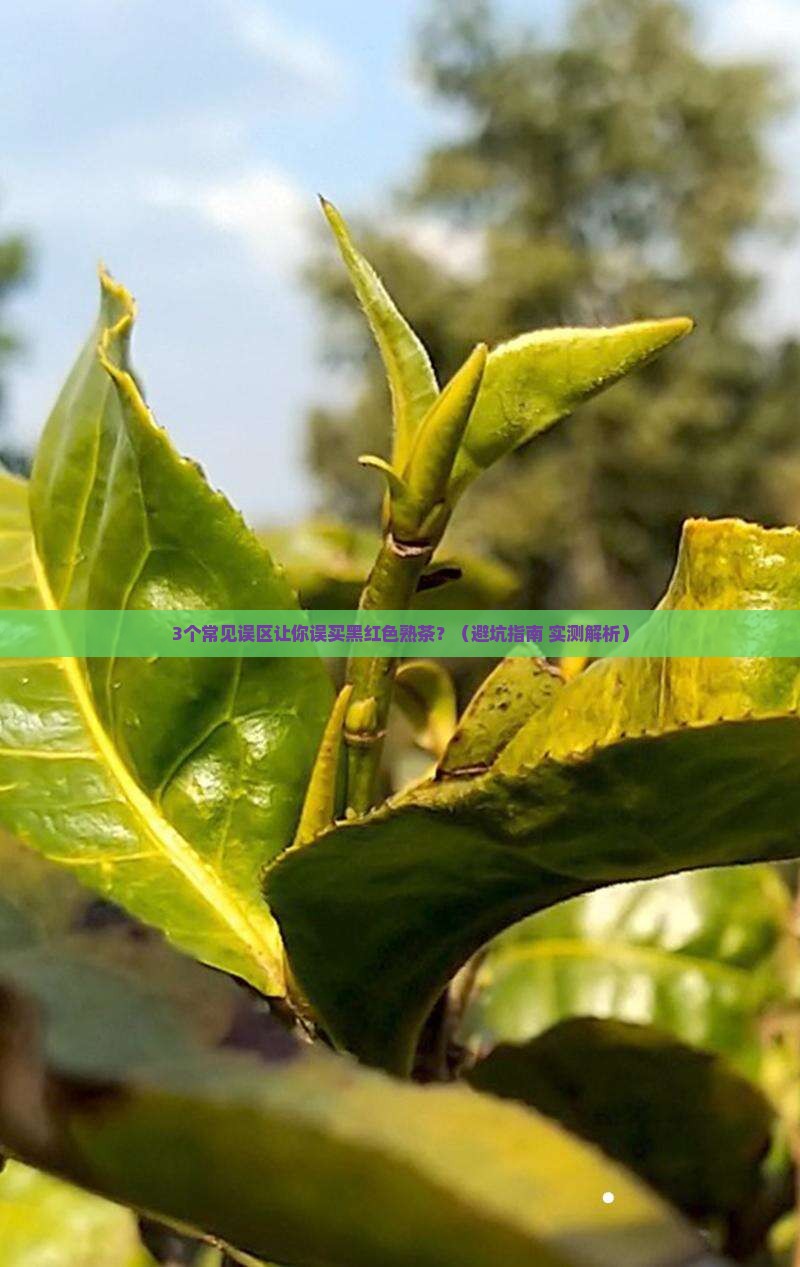 普洱茶熟茶黑红色正常吗