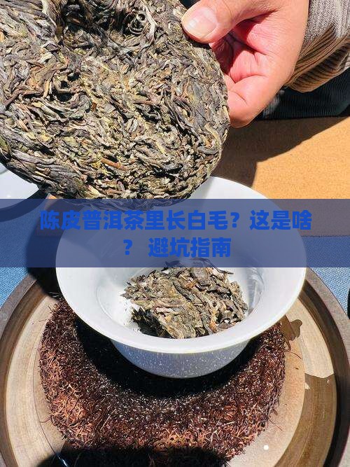 陈皮普洱茶的白色是什么