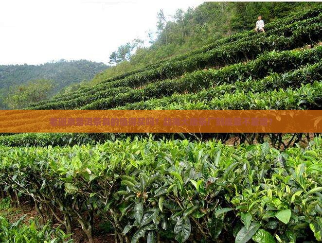 老班章普洱茶勐海大唐茶厂
