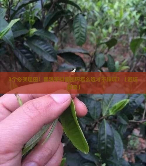 云南普洱茶宣传片抖音团购