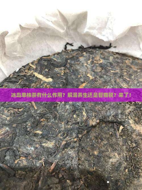 冰岛单株茶有什么作用