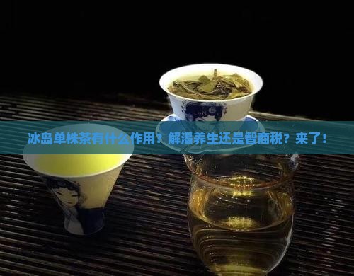 冰岛单株茶有什么作用