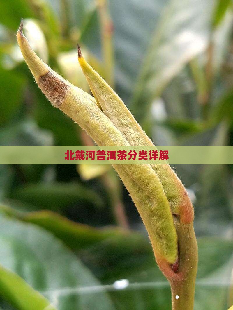 北戴河普洱茶分类