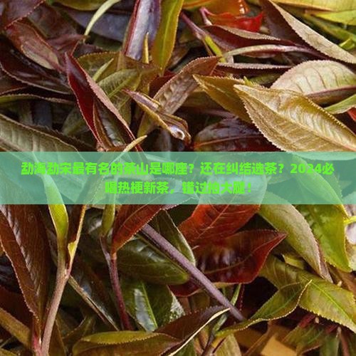 勐海勐宋最有名的茶山