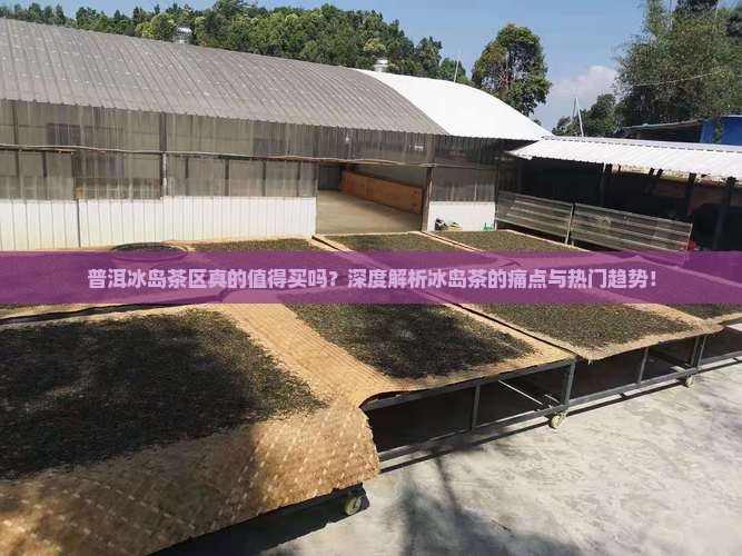 普洱冰岛茶区介绍