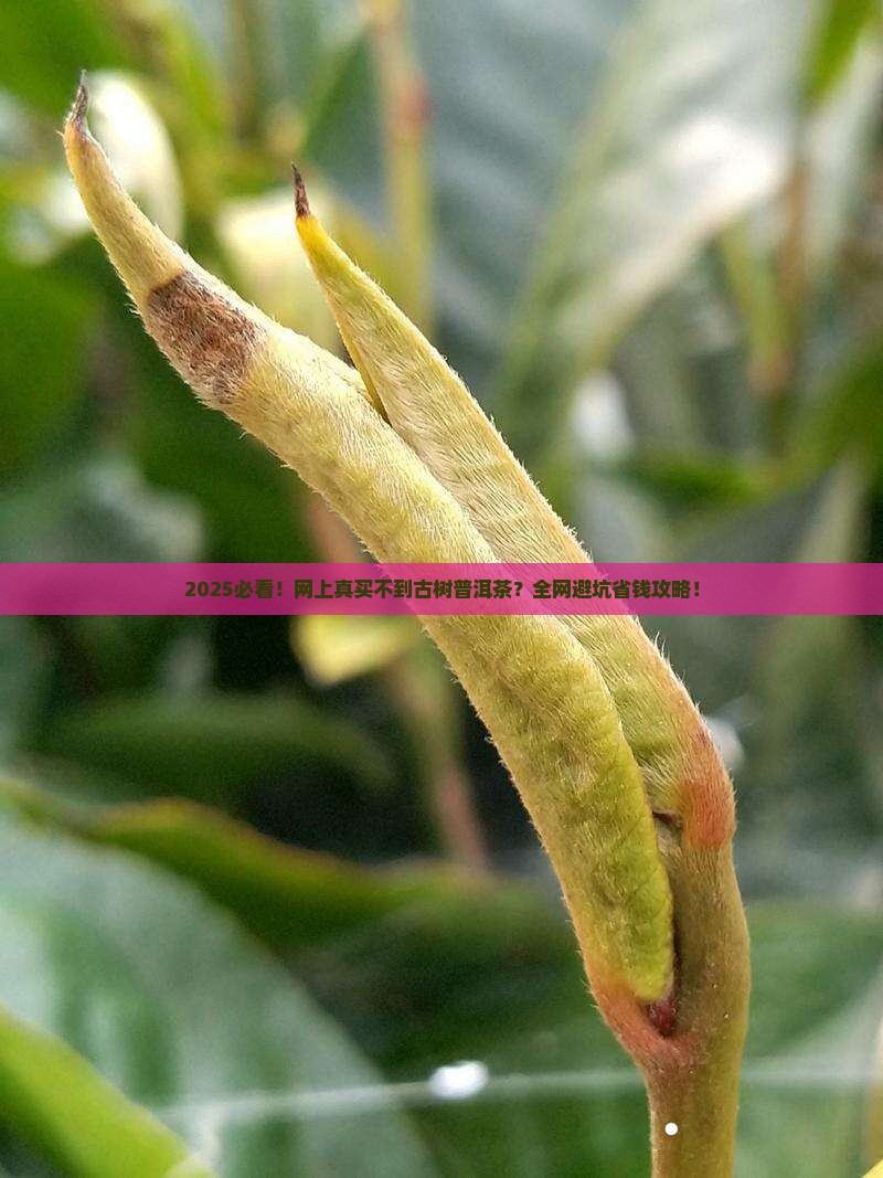 网上就买不到古树普洱茶