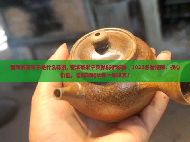 普洱茶的果子是什么样的