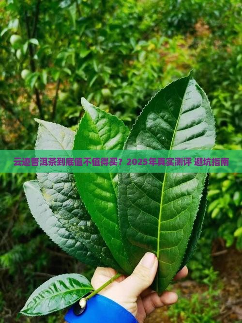 云迹普洱茶什么档次