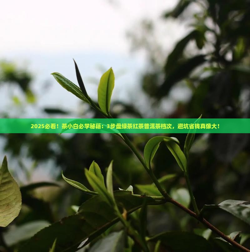 绿茶红茶普洱茶档次