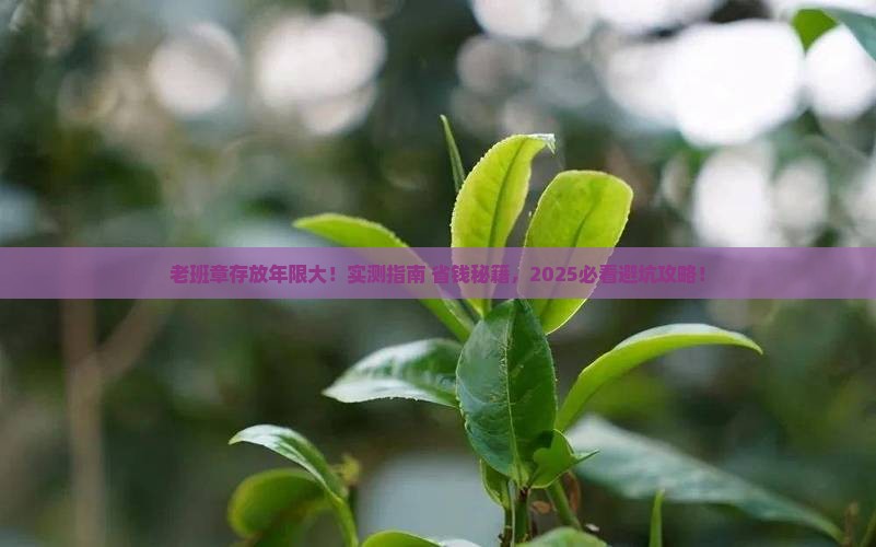 老班章能存放几年吗