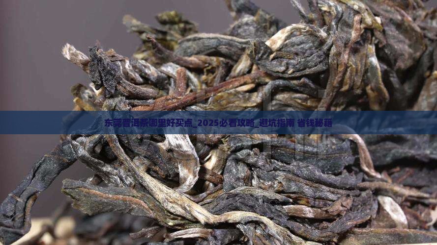 东莞普洱茶哪里好买点