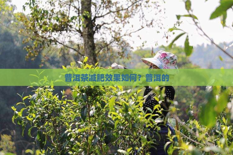 喝柑橘普洱茶能减肥吗