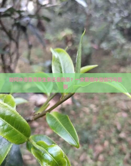如何冲泡普洱茶生茶还是熟茶