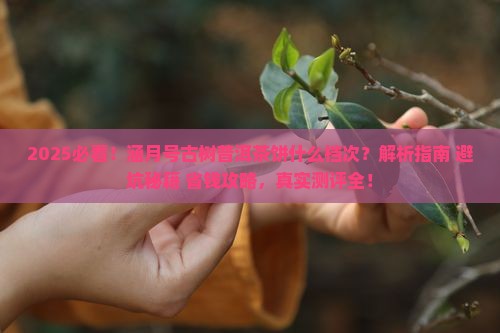 涵月号古树普洱茶饼什么档次