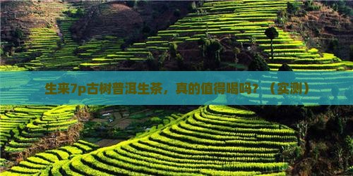 生来7p古树普洱生茶