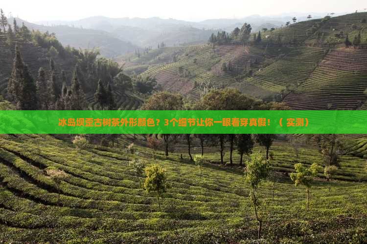冰岛坝歪古树茶外形颜色