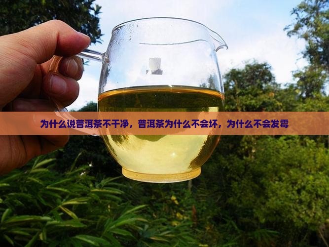 为什么说普洱茶不干净