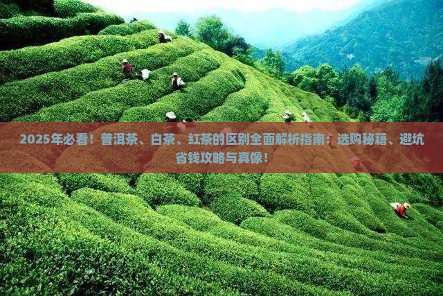 普洱茶白茶红茶的区别