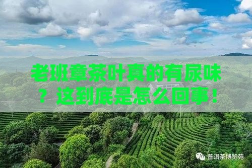 老班章茶叶有点尿味