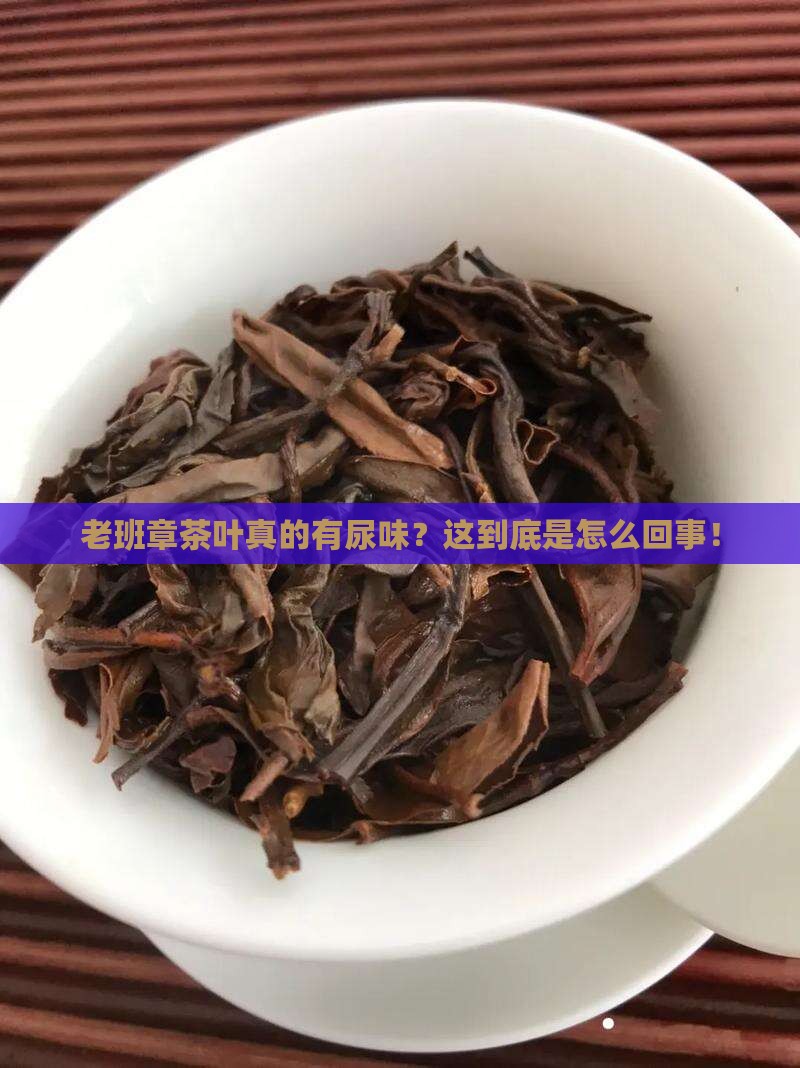 老班章茶叶有点尿味