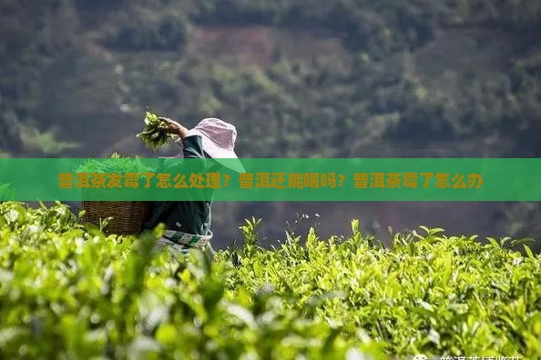 普洱茶放久了变霉了