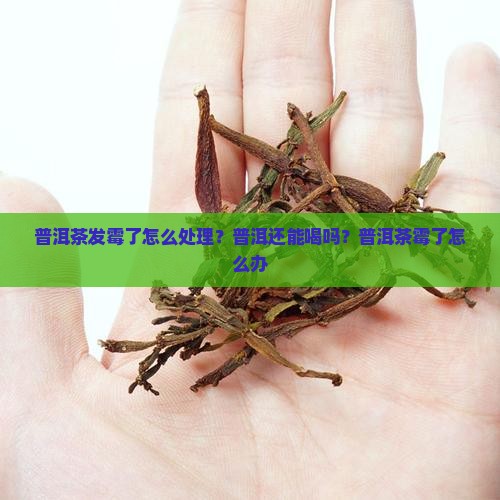 普洱茶放久了变霉了