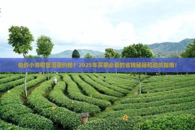 低价小青柑普洱茶价格