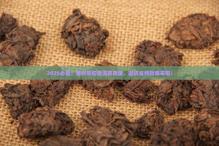 老树茶和普洱茶