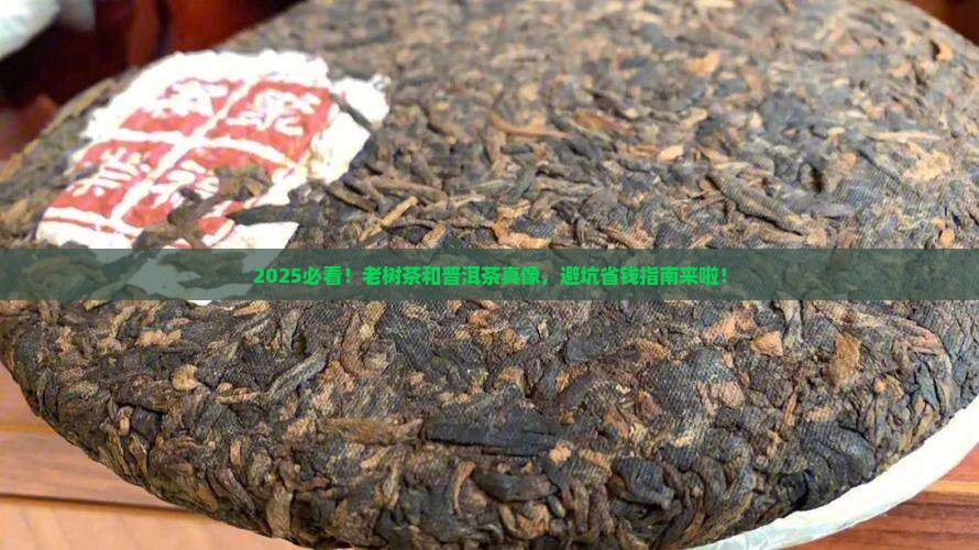 老树茶和普洱茶