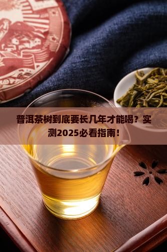 普洱茶是几年才有的茶树