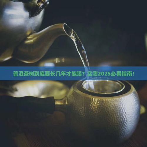 普洱茶是几年才有的茶树