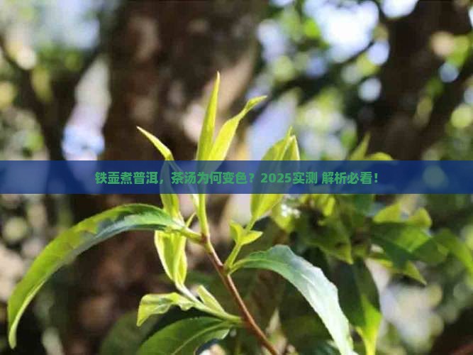 铁壶煮熟的普洱茶变色