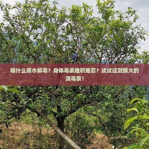 喝什么茶水解毒