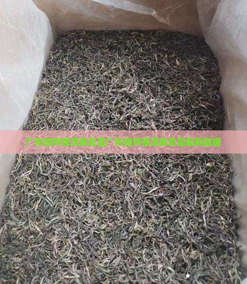 广东储存普洱茶总量