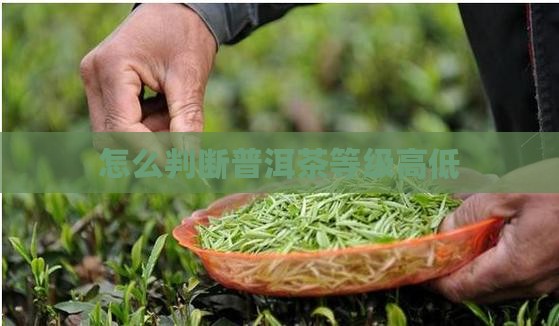 怎么判断普洱茶的等级高低