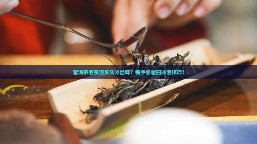 普洱茶老茶泡多久