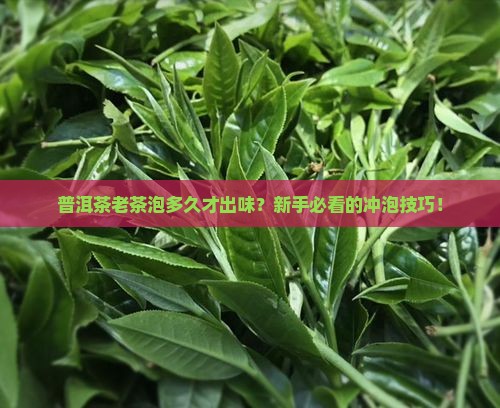 普洱茶老茶泡多久
