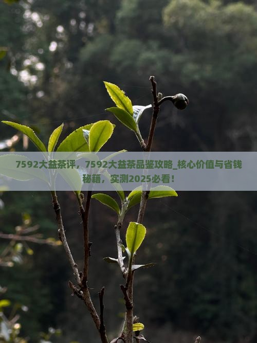 7592大益茶评