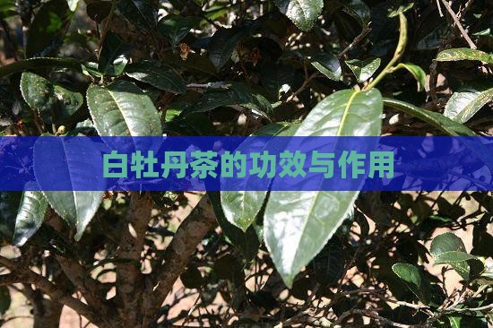 白牡丹茶的功效与作用