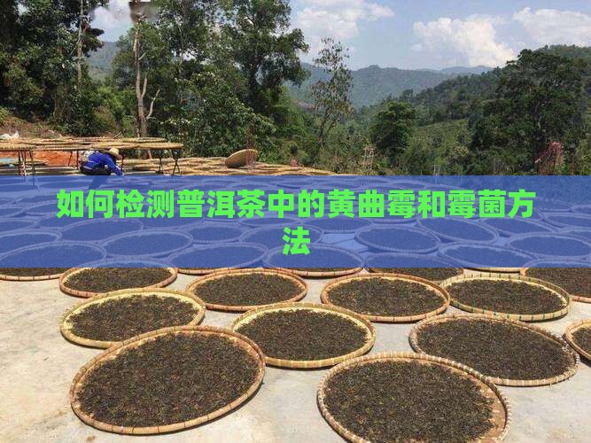 用什么检测普洱茶霉菌