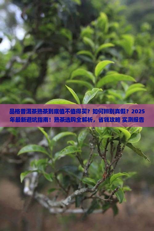 品格普洱茶熟茶