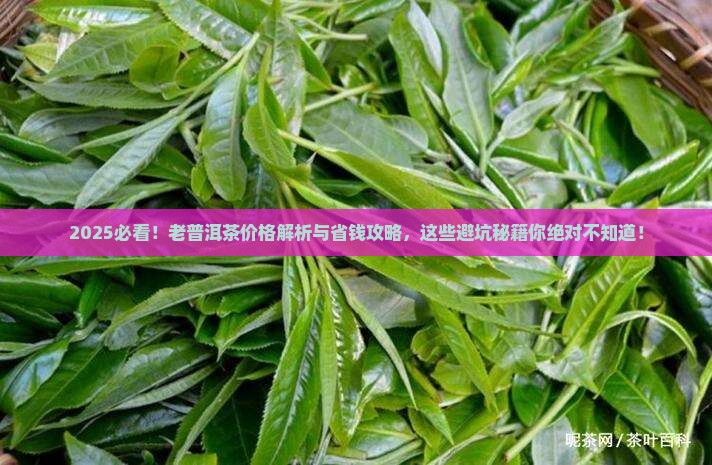 老普洱茶多少费用