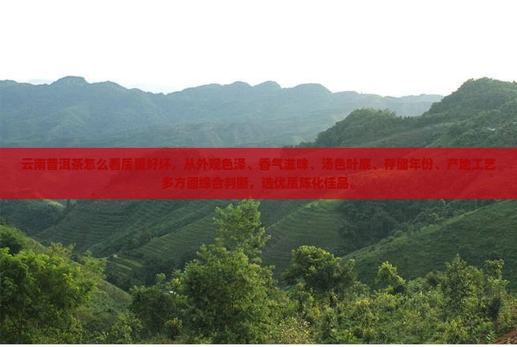 云南普洱茶怎么看质量好坏