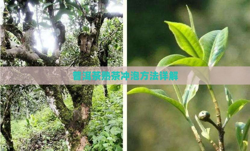 普洱茶发酵后怎么样泡