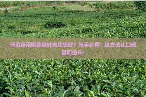 普洱茶用哪种茶叶煮比较好