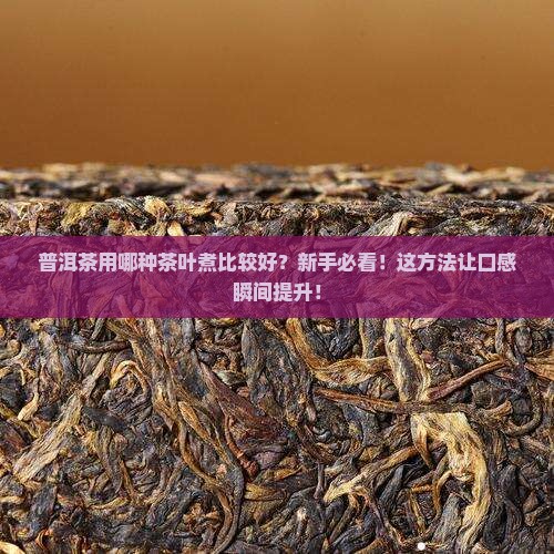 普洱茶用哪种茶叶煮比较好