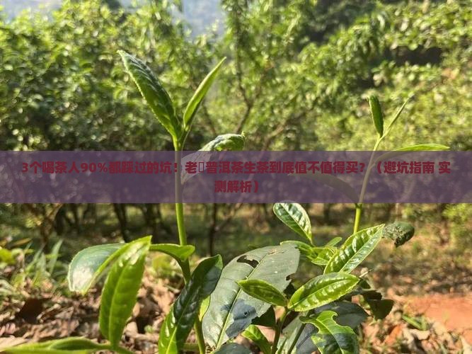 老蔎普洱茶生茶