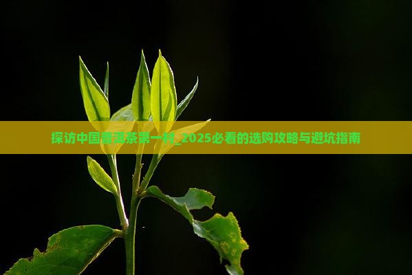 探访中国普洱茶第一村